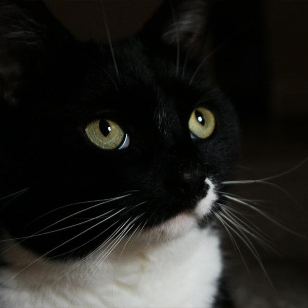 Photograph of Arwen, the tuxedo cat