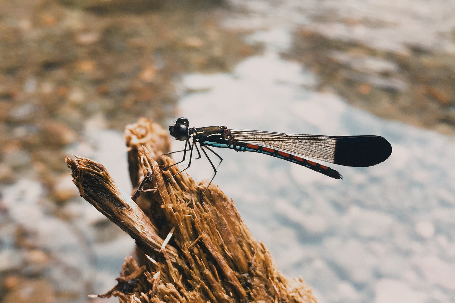 Photograph of a banded demoiselle