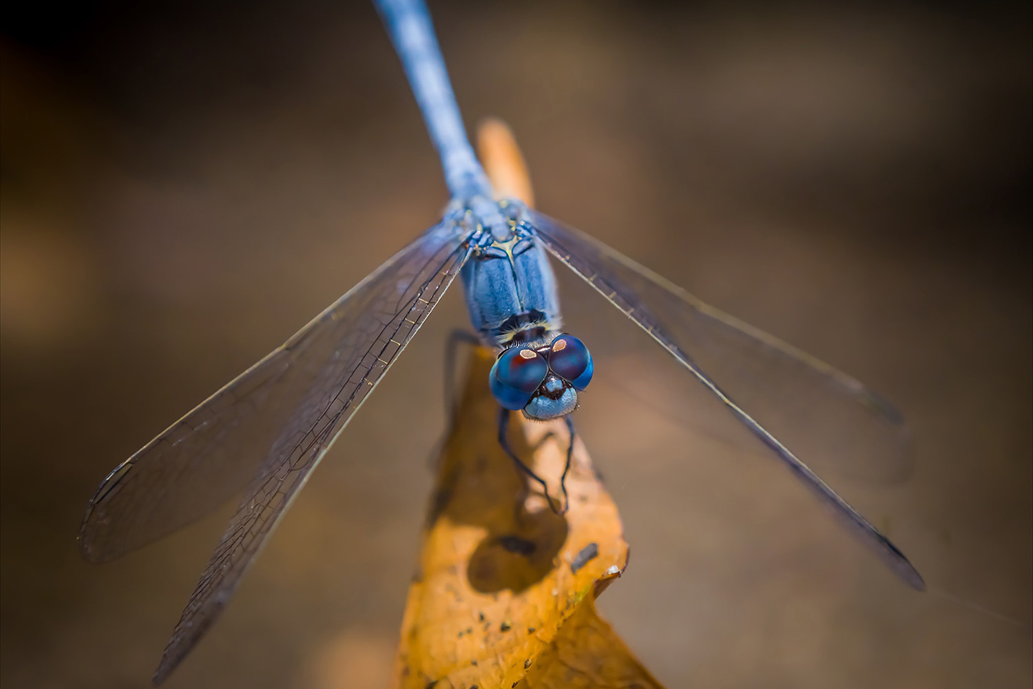 Photograph of a common blue damselfly