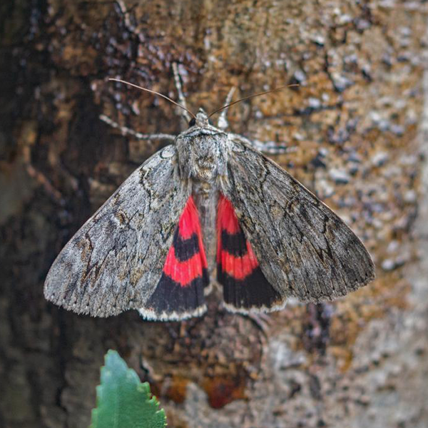 Photograph of a Rosy Underwing moth